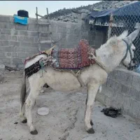 فروش و معاوضه الاغ