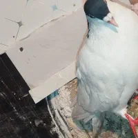 خال،ساده کاکلی،سینه جنگی|پرنده|چناران, |دیوار