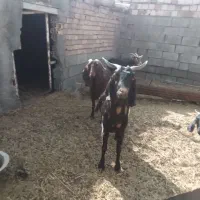 انواع بز نژاد دار|حیوانات مزرعه|زهان, |دیوار