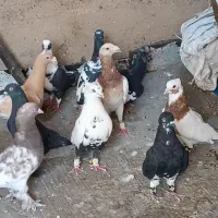 ۲۲تا کفتر.. نروماده سرکه سیاه.و