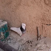 طوقی سینه ای