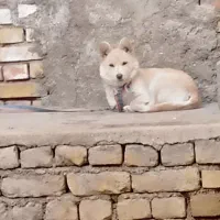 نژاد اشپیتز