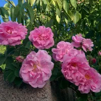 ۱۵۰ تومن جایزه بگیر