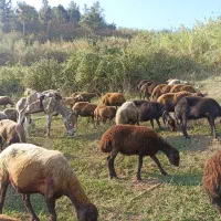 خر گوسفندی ارام وسواری باری