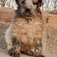 توله سگ افغان اصل|سگ|کرمان, |دیوار