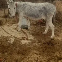 خر ماده خیلی چاق سرحال