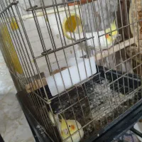 فروش مرغ هلندی