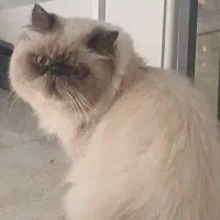 گربه پرشین هیمالین سوپر فلت