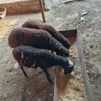 3 تا یکی نره دوتا ماده|حیوانات مزرعه|خان ببین, |دیوار