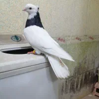 کبوتررنگی|پرنده|برازجان, |دیوار