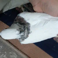 طوق سرور|پرنده|مروست, |دیوار