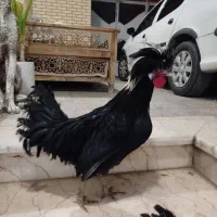 خروس لهستانی،پولند