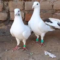 کفتر پرشی|پرنده|بیرجند, |دیوار