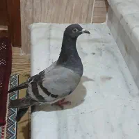 کبوتر ساده سنگی و یک عدد سبز آلمانی