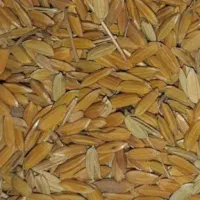 شلتوک لنجان برنج به شرط پخت