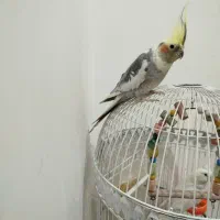 عروس هلندی سخنگو