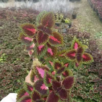 حسن یوسف شفلرا شمشاد