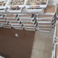 فروش میلورم زنده و خشک درجه یک