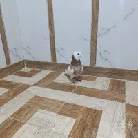 طوقی هفت رنگ