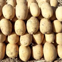 بذر جلی 402 درجه یک
