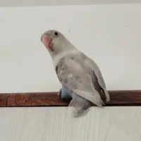 کوتوله|پرنده|مشهد, جاهد شهر|دیوار