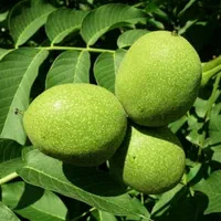 نهال گردو پربار اصلاح شده|خدمات باغبانی و درختکاری|بره‌سر, |دیوار