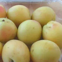 پیشفروش نهال زردآلو شاملو