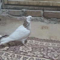 کبوتر|پرنده|سرایان, |دیوار