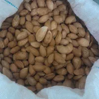 بادام درختی