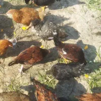 مرغ پنج ماهه|حیوانات مزرعه|بندر گناوه, |دیوار