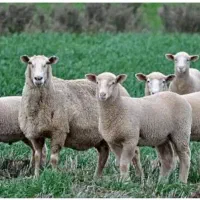 انواع نژادهای مختلف گوشتی گوسفند جهت ذبح‌زنده