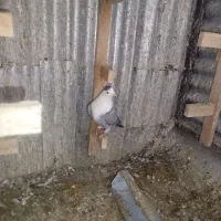 فروش مخمل سبز نر داغ سرخ کمیاب|پرنده|استهبان, |دیوار