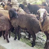 گوسفند زنده بره میش شیشک بزغاله