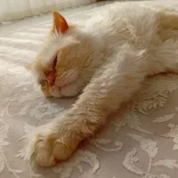 گربه اصیل پرشین|گربه|ورامین, ورامین|دیوار