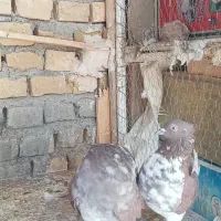 کبوتر پرنده