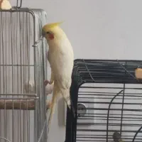معاوضه عروس هلندی نر معاوضه با ماده