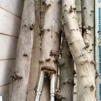 چوب برای فروش