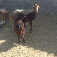 ۷راس بره ماده افشار سبک وزن ۴راس بزغاله نر|حیوانات مزرعه|رضویه, |دیوار