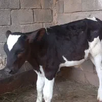 گوساله نر۷۰روزه