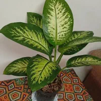 تعدادی گل و گیاه آپارتمانی