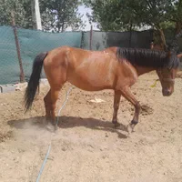 اسب|اسب و تجهیزات اسب‌سواری|اصفهان, آزادان|دیوار