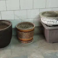 گل شفلرا و گلدان های سفالی و باکس چای|گل و گیاه طبیعی|قزوین, |دیوار