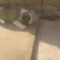 واگذاری توله سگ