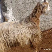 گوسفند،بزغاله 30کیلویی