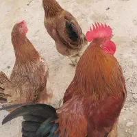 مرغ و خروس