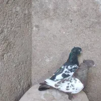 جفت سینه ای با یک جوجه تو چالی|پرنده|فیروزآباد (فارس), |دیوار