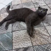 گربه جفت گیری نر|گربه|باسمنج, |دیوار