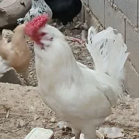 خروس چهل تاج ریشی