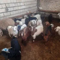 بزغاله ۲۰عددبازدیدسراب جفتی ۲۰میلیون