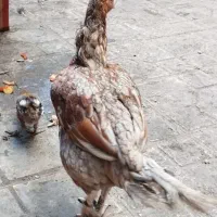 خروس و دوتا مرغ|حیوانات مزرعه|چابهار, |دیوار